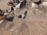 Chickens — 4-сурет