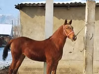 Hengst, Karabair horse — Foto 2
