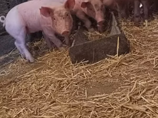 Schweine (Partie, Geschlecht nicht angegeben), 