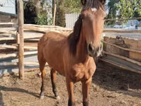 حصان, Thoroughbred horse — الصورة 4