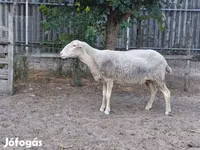 Schaf, Lacaune sheep — Foto 1