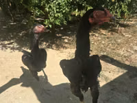 Chickens — 照片 1