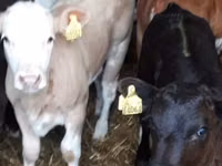 أبقار (دفعة، الجنس غير محدد), Russian Black pied cattle — الصورة 3