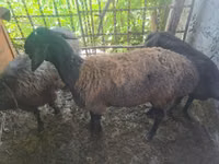 Schafe (Partie, Geschlecht nicht angegeben), Blackheaded Persian sheep — Foto 1