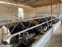 公牛, Cattle — 照片 3