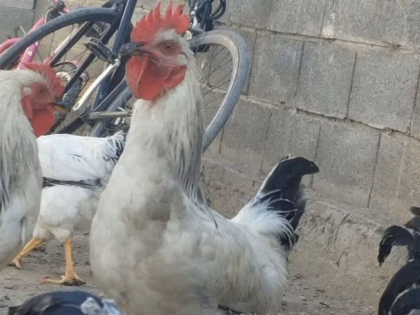 Chickens — Kirgisistan