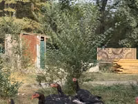 Chickens — Foto 5
