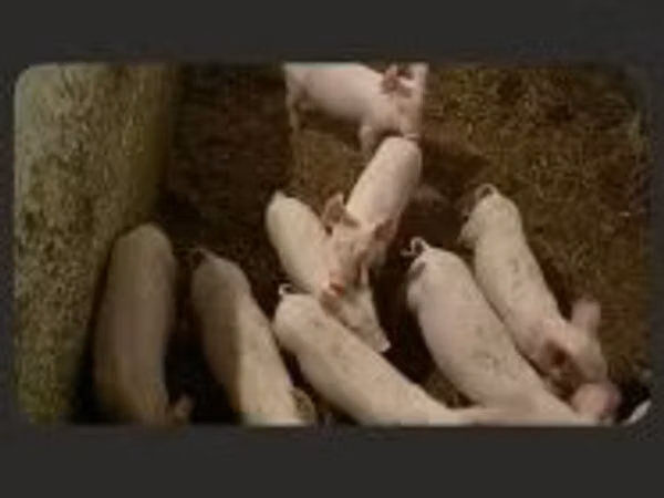 Schweine (Partie, Geschlecht nicht angegeben), Schweine