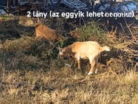 Ziegen (Partie, Geschlecht nicht angegeben), Ziegen — Foto 2