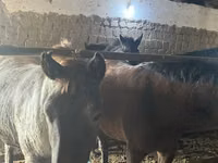 Horse (M), Horses — photo 4