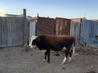 公牛, Kazakh White-headed cow — 照片 1
