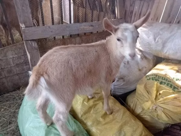 母山羊, Goats