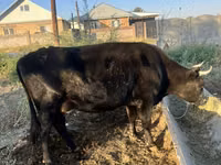 母牛, Cattle — 照片 2