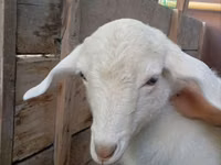 Cabra, Saanen goat — foto 6