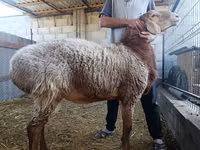 كبش, Rhon sheep — الصورة 1