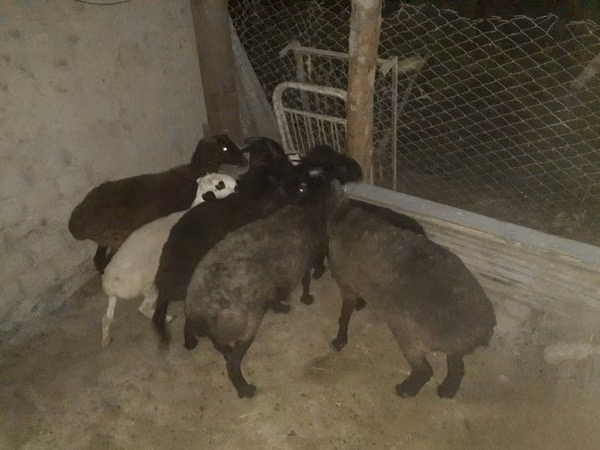 كبش, Hissar sheep — أوزبكستان