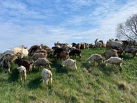 عنزة, الماعز — الصورة 3