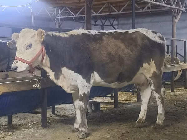 母牛, Simmental cattle — 吉尔吉斯斯坦