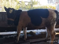 بقرة, Latvian Blue cattle — الصورة 6