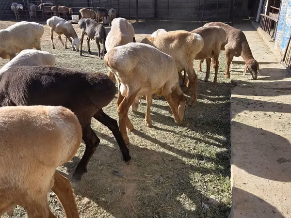 كبش, Arashan sheep — كازاخستان