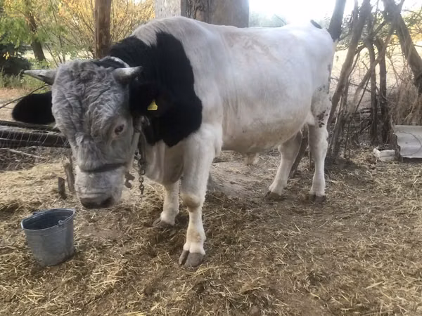 公牛, Swiss cattle — 哈萨克斯坦