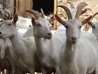 عنزة, الماعز — الصورة 2