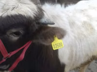 公牛, Cattle — 照片 1