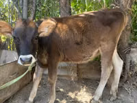 母牛, Swiss cattle — 照片 2
