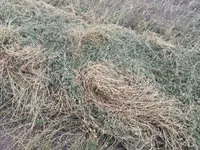 Чоп сатылат таза беде,4укос поляда пресстелген оор жакшы пресстелген — сүрөт 1