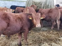 ثور, Simmental cattle — الصورة 1