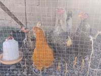 Chickens — Foto 2