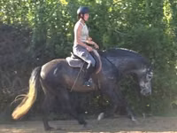 Айғыр, Andalusian horse — 2-сурет
