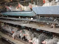 Chickens — Foto 1