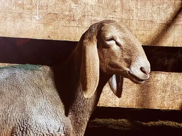 نعجة, Arashan sheep