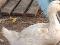 Ducks — Foto 1