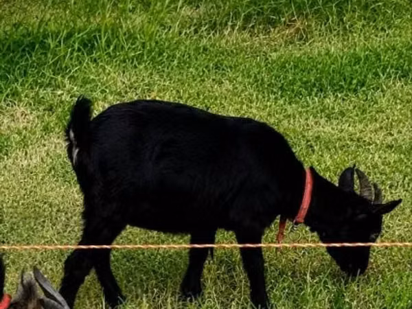 Ziege, Dutch Landrace goats