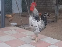 Chickens — الصورة 2