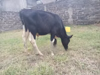 公牛, Russian Black pied cattle — 照片 4