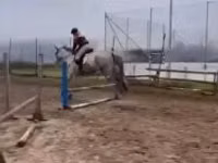 حصان, Oldenburg horse — الصورة 2