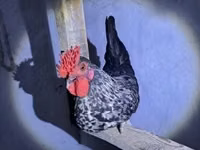 gallina danesa — foto 1