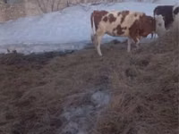 गाय, Simmental cattle — फ़ोटो 2