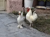Chickens — الصورة 6