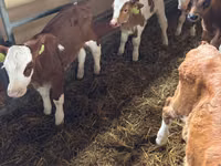 Qoramol (partiya, jinsi ko‘rsatilmagan), Simmental cattle — 8-rasm