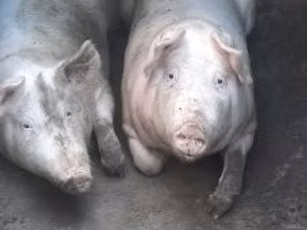 Säue, Schweine