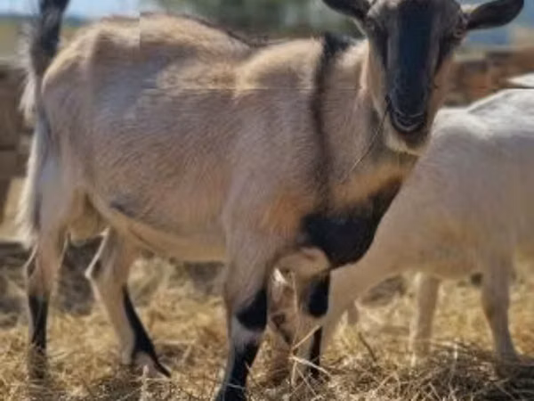 बकरा, बकरियाँ
