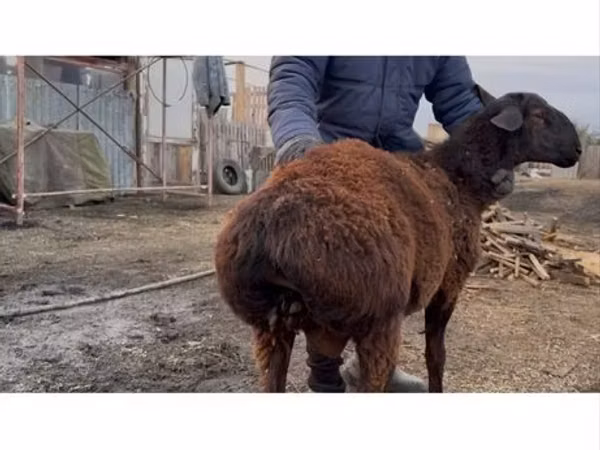 كبش, Hissar sheep — كازاخستان