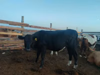 Kuh, Aberdeen-Angus — Foto 1