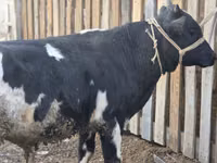 Бұқа, Russian Black pied cattle — 3-сурет