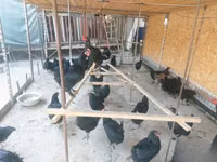 Chickens — Foto 2