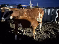 गाय, Latvian Blue cattle — फ़ोटो 2